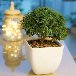 Table Kamini Plant With Beautiful Pot