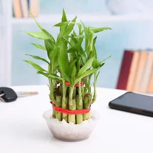 Lucky Bamboo Plant 2 Layer in a Bowl with Pebbles